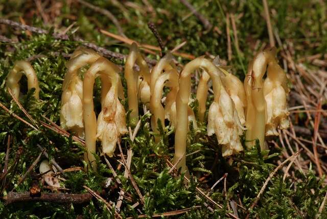 Imagem de Hypopitys monotropa subsp. hypophegea (Wallr.) N. N. Tzvelev