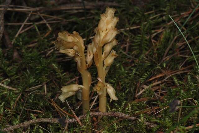 Imagem de Hypopitys monotropa subsp. hypophegea (Wallr.) N. N. Tzvelev