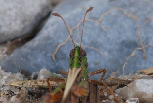 Plancia ëd Myrmeleotettix