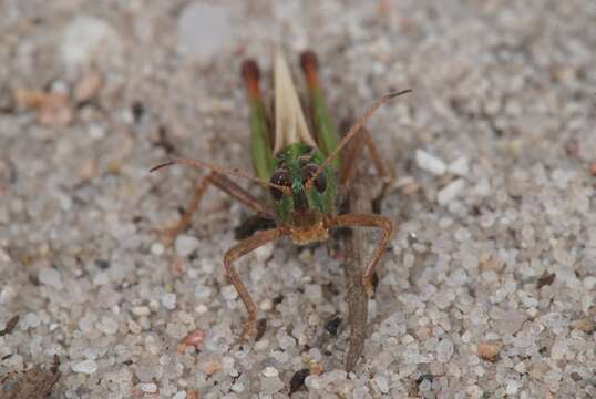 Image of Myrmeleotettix