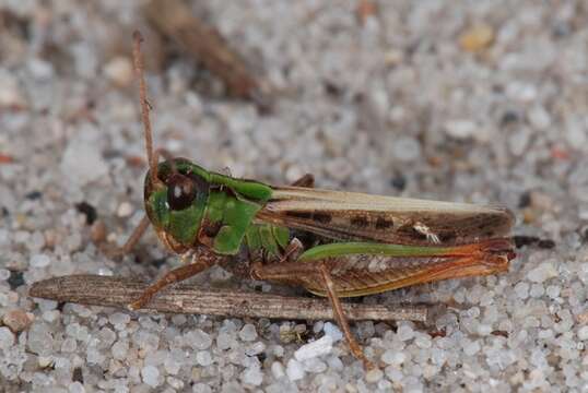 Image of Myrmeleotettix