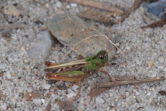 Image of Myrmeleotettix