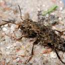 Ontholestes tessellatus (Geoffroy 1785) resmi