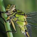 Plancia ëd Ophiogomphus cecilia (Geoffroy ex Fourcroy 1785)