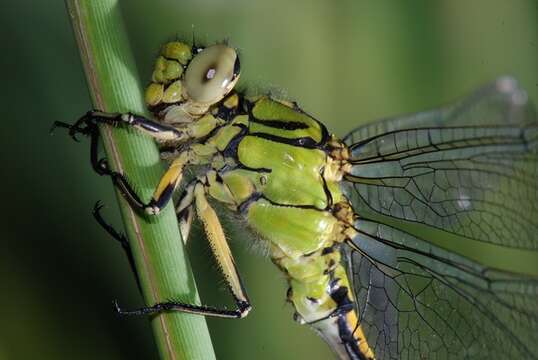 Image of Ophiogomphus Selys 1854