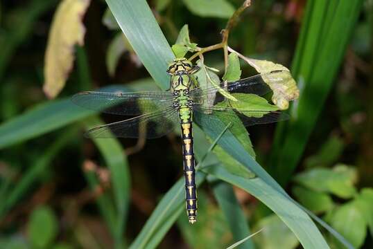 صورة Ophiogomphus Selys 1854