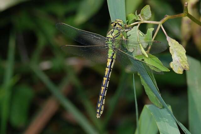 صورة Ophiogomphus Selys 1854