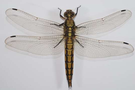 Image de Orthetrum Newman 1833