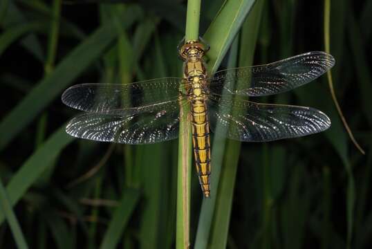 Image de Orthetrum Newman 1833