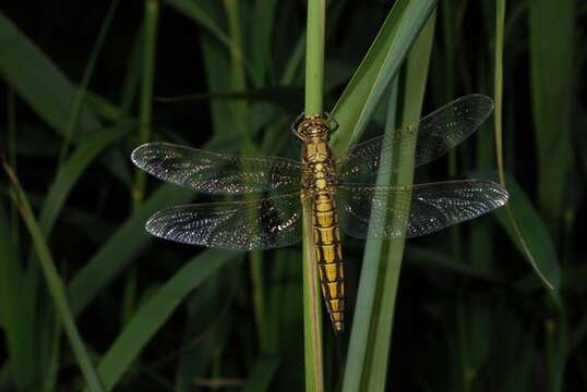 Image de Orthetrum Newman 1833