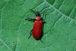 Слика од <i>Pyrochroa coccinea</i>