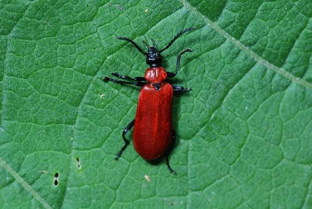 Image of <i>Pyrochroa coccinea</i>