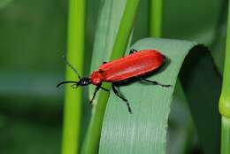 Image of <i>Pyrochroa coccinea</i>