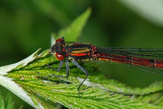 Pyrrhosoma Charpentier 1840 resmi