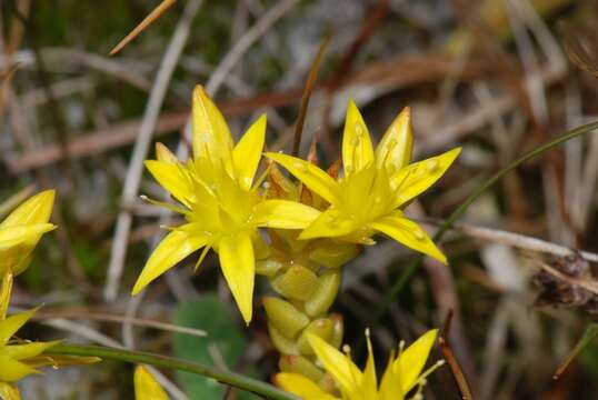 Image of stonecrop