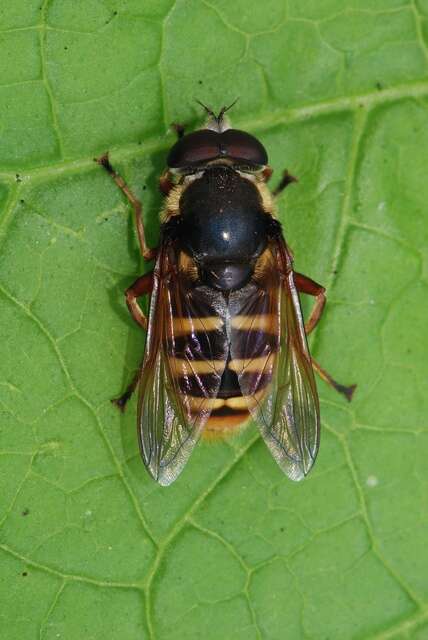 صورة Sericomyia