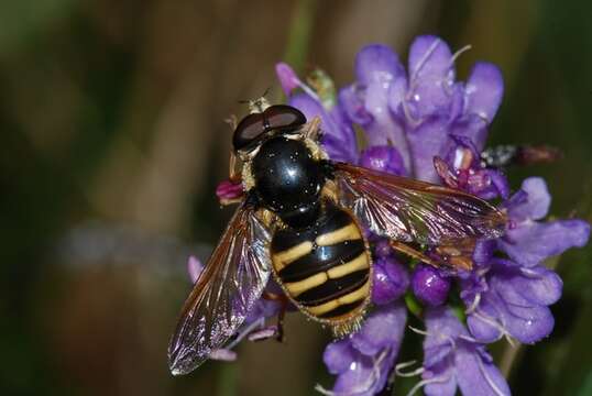 صورة Sericomyia