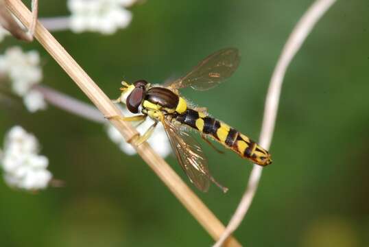 Panarthropoda resmi