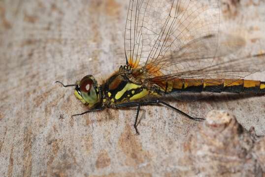 Image of Sympetrum Newman 1833