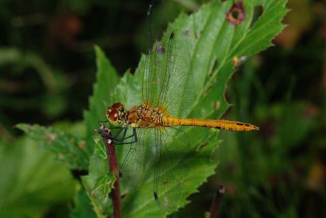 Image of Sympetrum Newman 1833