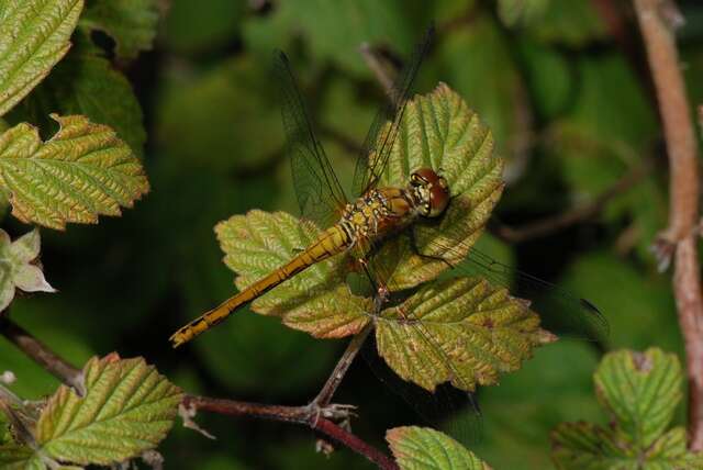 Image of Sympetrum Newman 1833