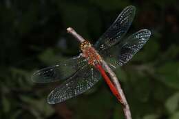 Image of Sympetrum Newman 1833