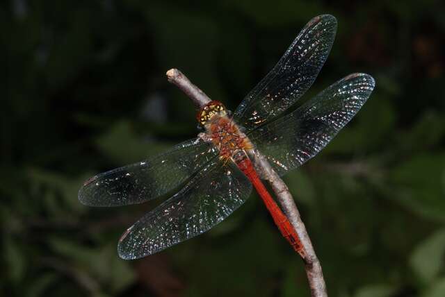 Image of Sympetrum Newman 1833