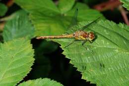 Image of Sympetrum Newman 1833