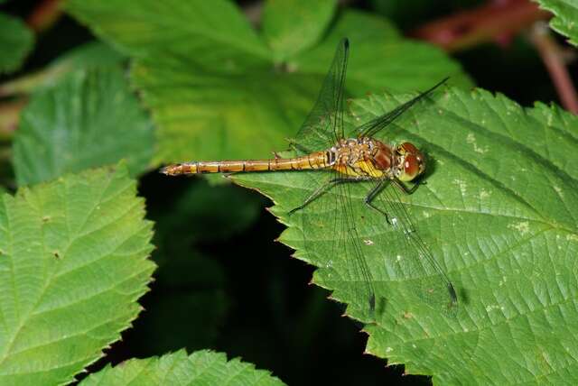 Image of Sympetrum Newman 1833