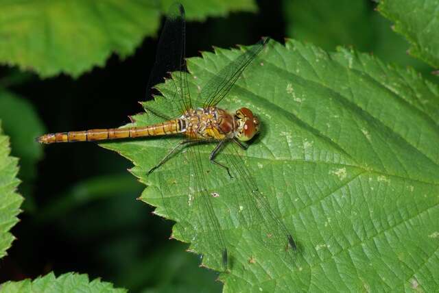 Image of Sympetrum Newman 1833