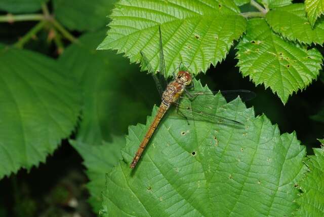 Image of Sympetrum Newman 1833