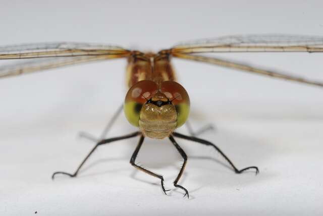 Image of Sympetrum Newman 1833