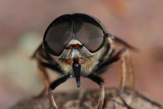 Image of horse and deer flies