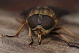 Image of horse and deer flies