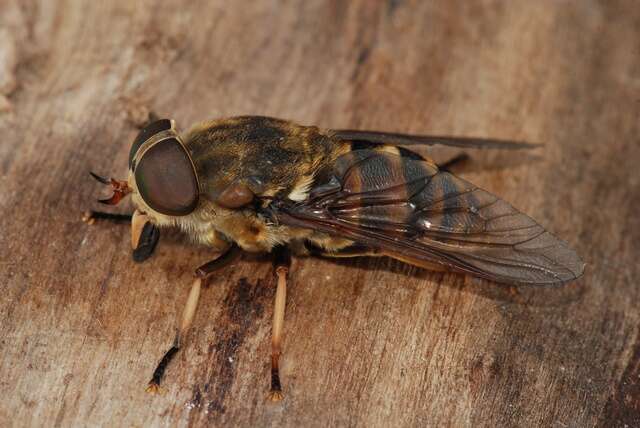 Image of horse and deer flies