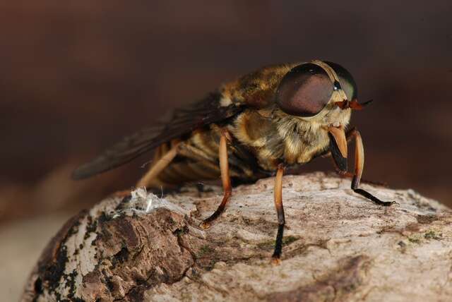 Image of horse and deer flies