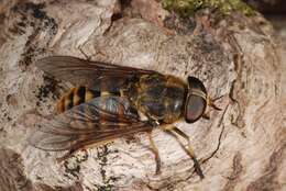 Image of horse and deer flies