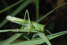 Image of katydid