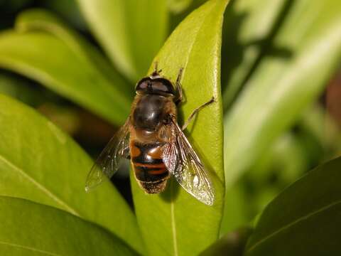 Image of Panarthropoda