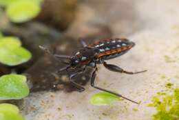 Image of water cricket