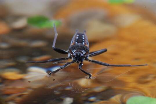 Image of water cricket