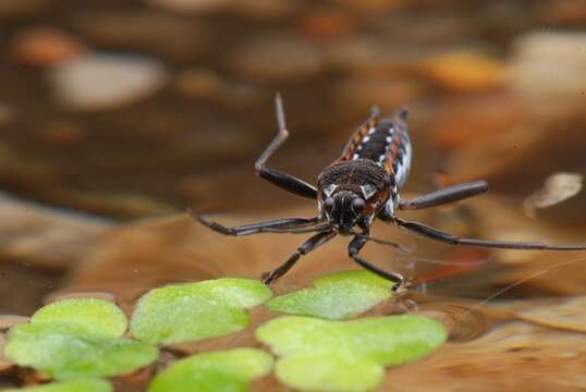 Image of water cricket