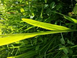 Image of Turkish Marsh Gladiolus