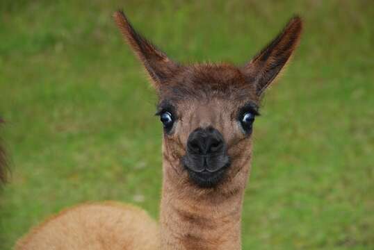 Image of Vicuñas and Alpacas