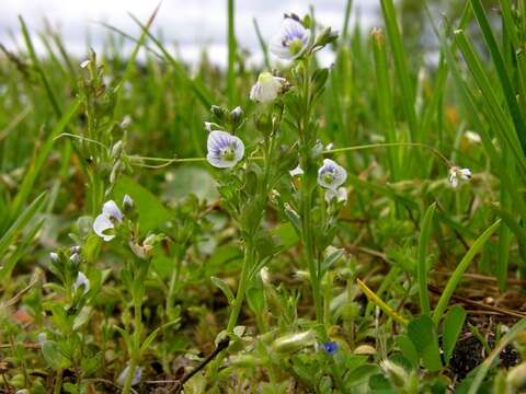 Image of thymeleaf speedwell