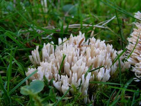 Image of Ramaria