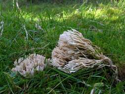 Ramaria resmi