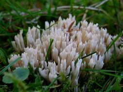 Ramaria resmi