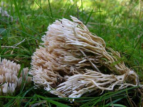 Image of Ramaria