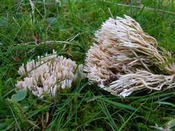 Ramaria resmi